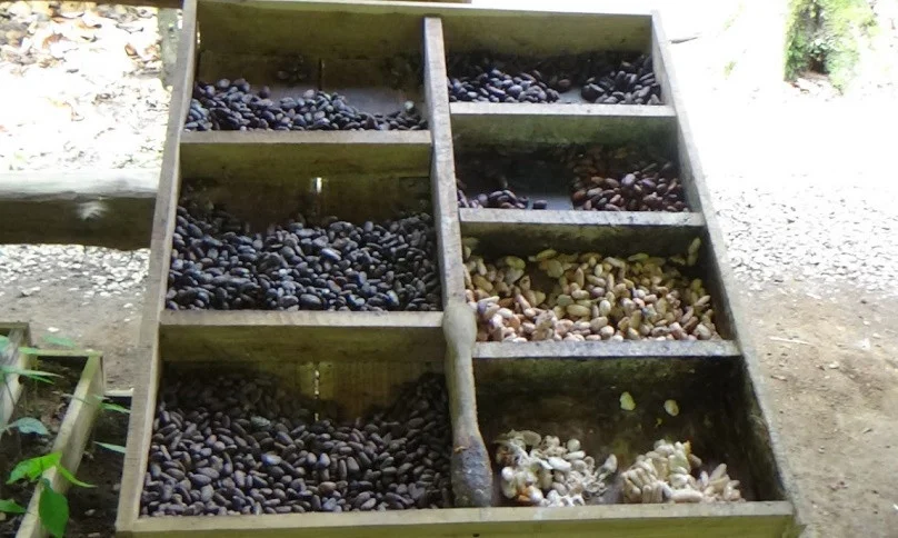 Arenal Coffee, Chocolate & Sugar Cane Cultural Tour