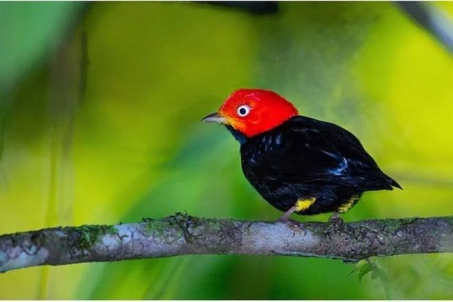 Arenal Volcano Birdwatching Tour