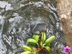 Artisanal Caribbean Fishing Expedition: Trolling & Deep Drop with Locals