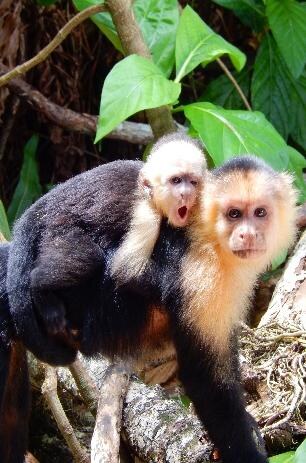 Wild Dolphin Watching Boat Safari & Gandoca-Manzanillo Hike