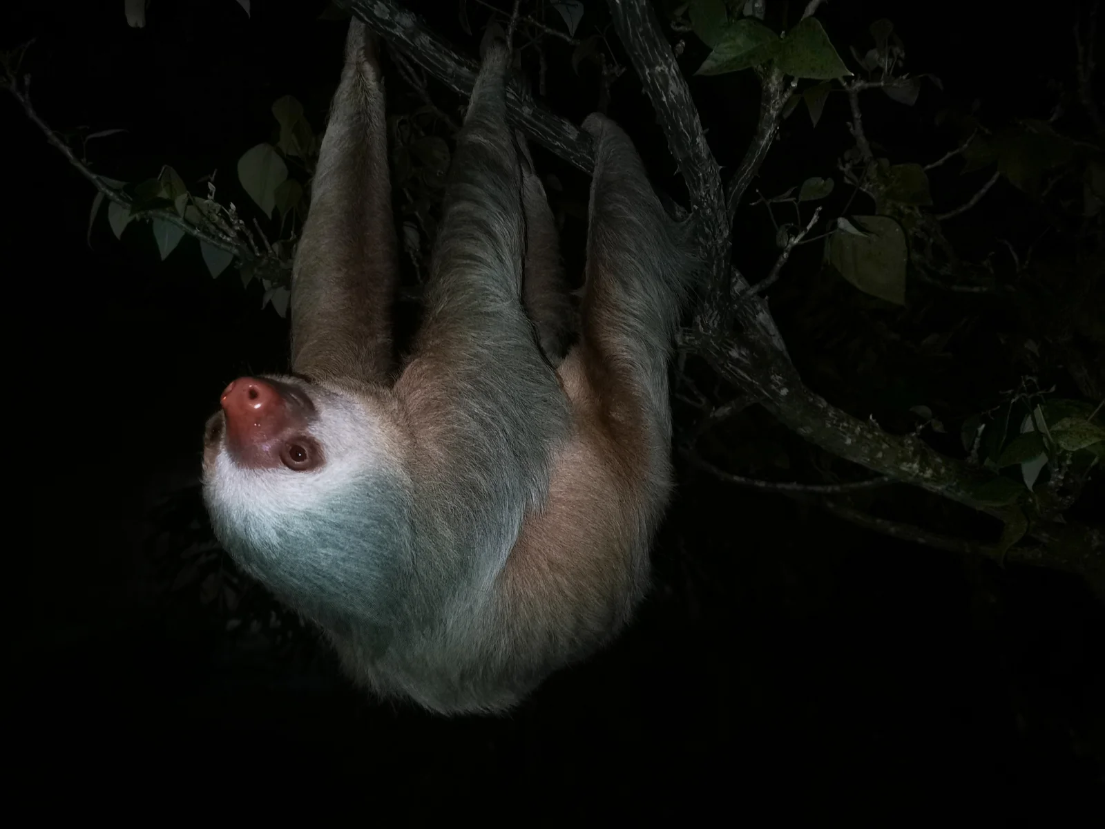 Monteverde Twilight & Rainforest Night Walk