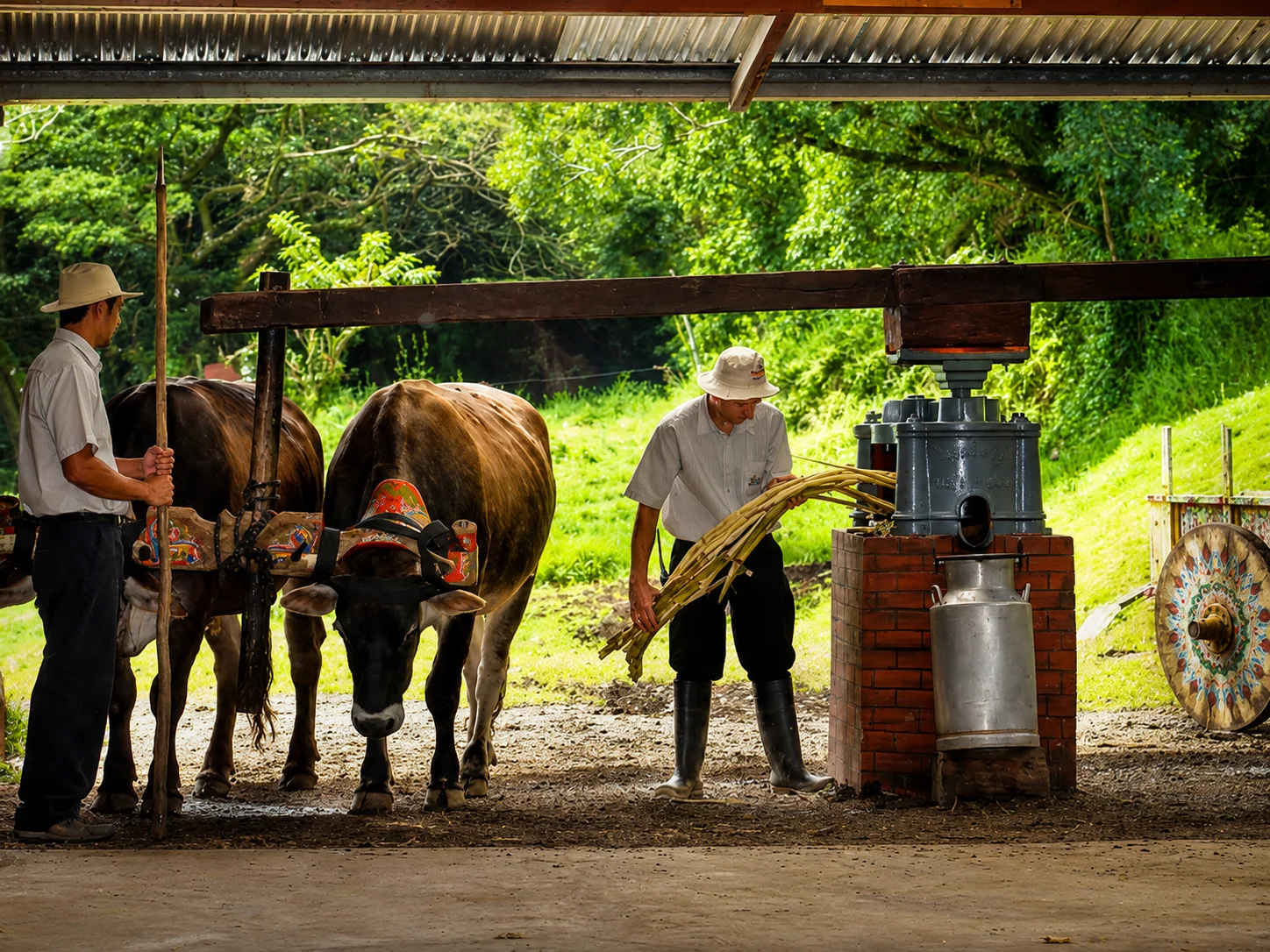 El Trapiche Cultural Tour: Coffee, Chocolate & Sugar Cane