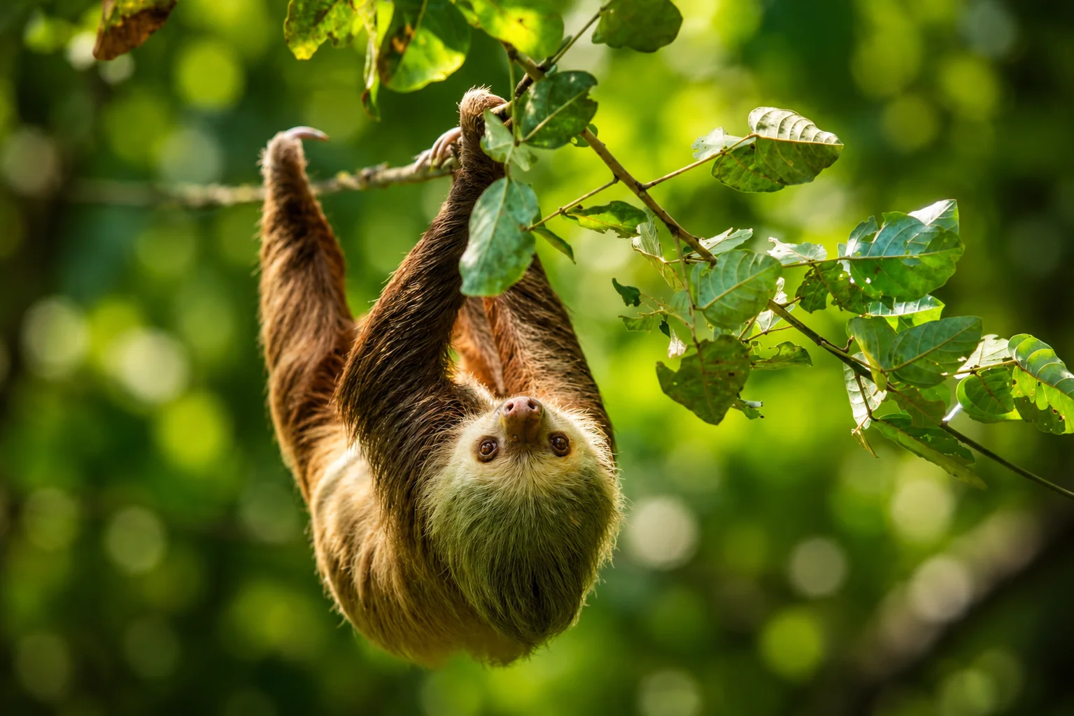 Thematic Wildlife & Culture Luxury Package Monteverde