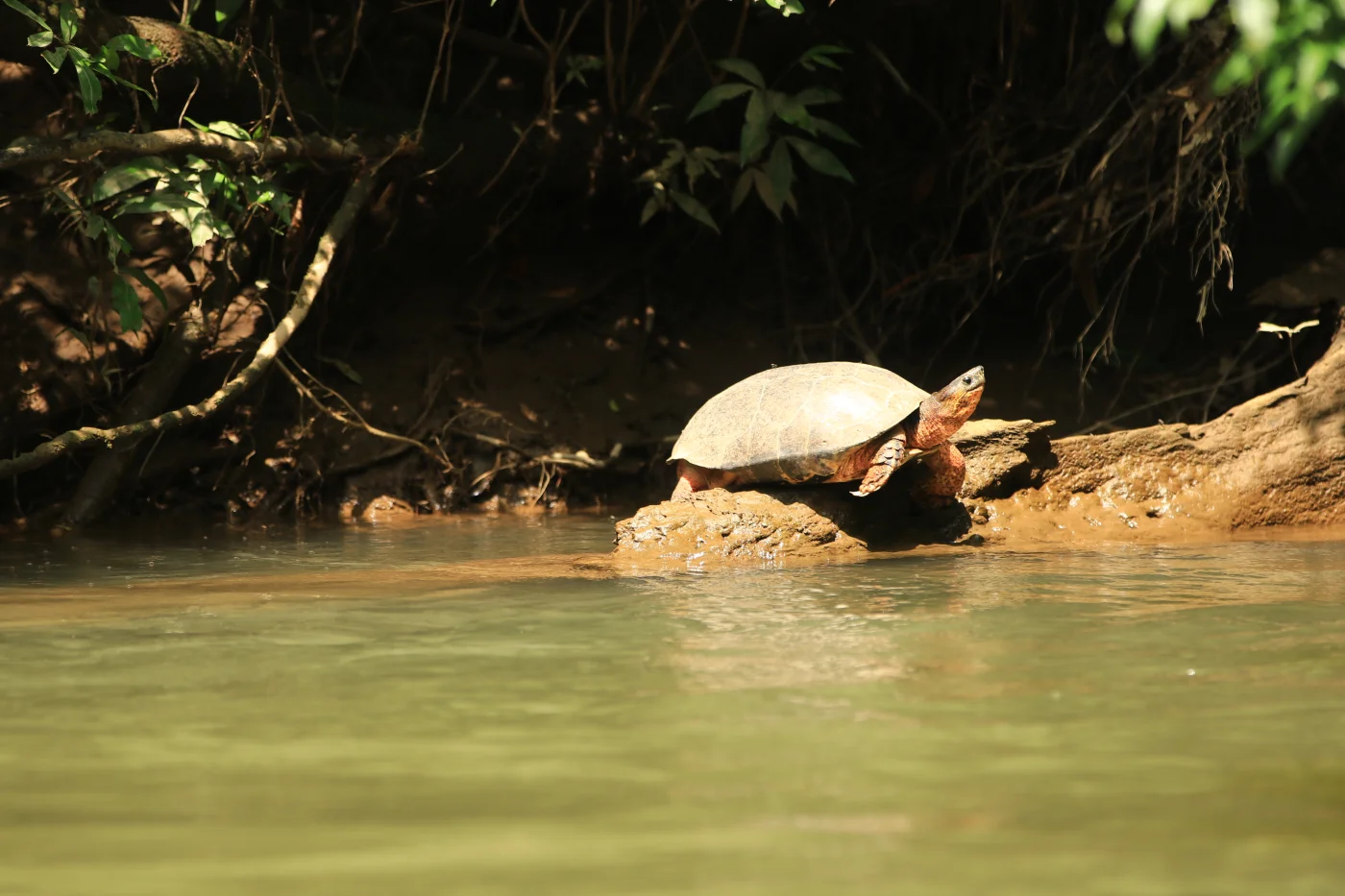 Safari Float River Wildlife Tour Peñas Blancas