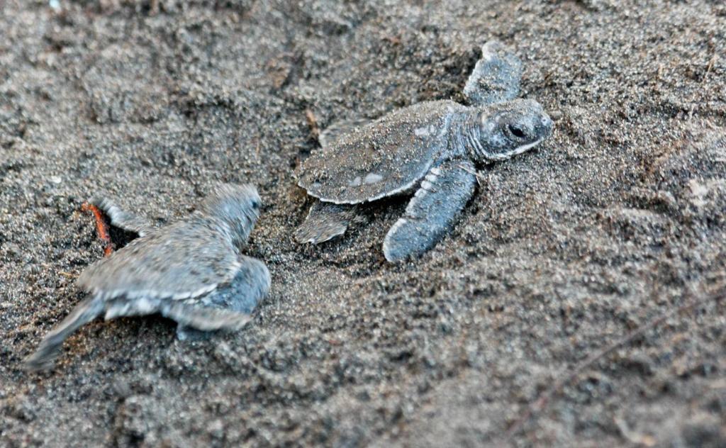 Tortuguero National Park Expedition (3 Days / 2 Nights) - All Inclusive