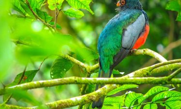 Arenal Volcano Hanging Bridges Tour