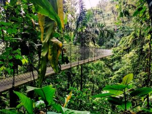 Arenal Volcano Hanging Bridges Tour
