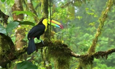 Arenal Volcano Hanging Bridges Tour