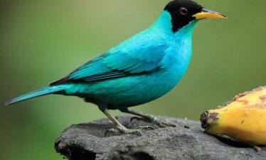 Birdwatching Arenal Volcano