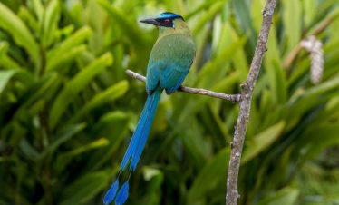 Birdwatching Arenal Volcano