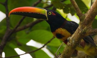 Birdwatching Arenal Volcano