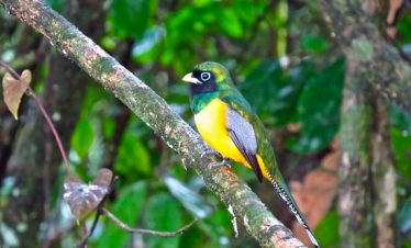 Birdwatching Arenal Volcano