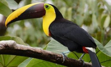 Birdwatching Arenal Volcano