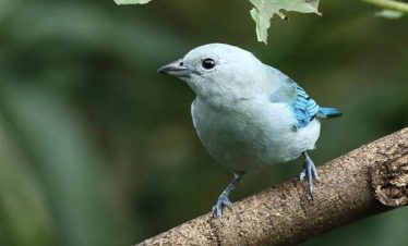 Birdwatching Arenal Volcano