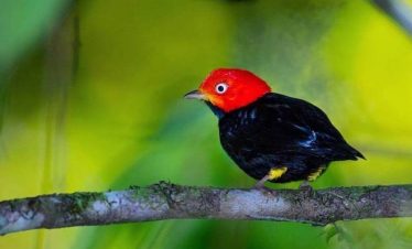Birdwatching Arenal Volcano