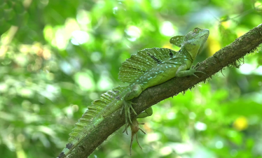 Cano negro Wildlife Refuge Tour