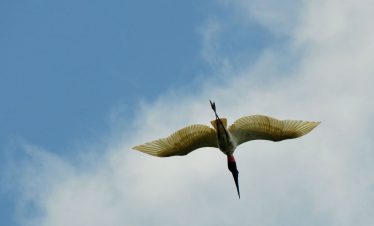 Cano negro Wildlife Refuge Tour