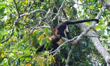 Cano negro Wildlife Refuge Tour