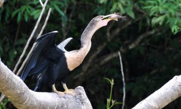 Cano negro Wildlife Refuge Tour