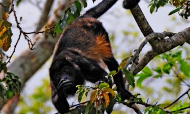 Cano negro Wildlife Refuge Tour