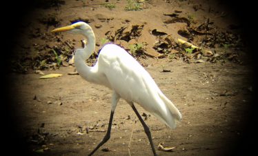 Cano negro Wildlife Refuge Tour