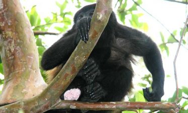 Arenal 4 in 1 Full Day Tour La Fortuna