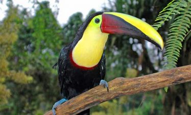 Arenal 4 in 1 Full Day Tour La Fortuna