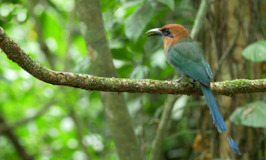 Arenal 4 in 1 Full Day Tour La Fortuna